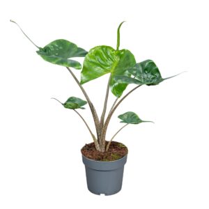 Alocasia macrorrhiza Stingray Alocasia Macror Stingray 14cm
(6 Plants/Order)(14cmP 45cmH)