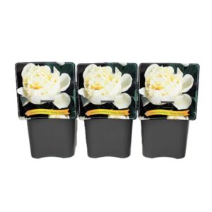 Paeonia Shirley Temple Paeonia Lactiflora 'Shirley Temple' C5
(1 Plants/Order)(21cmP 35cmH)