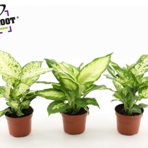 Dieffenbachia Dieffenbachia mix
(10 Plants/Order)(12cmP 30cmH)
