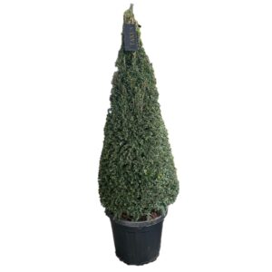 Taxus baccata Taxus baccata Pyramiden p42 (z) 130-+ ©
(1 Plants/Order)(42cmP 130cmH)