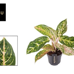 Aglaonema other Melon Candy
(6 Plants/Order)(12cmP 40cmH)