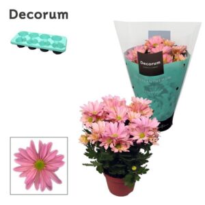 Chrysanthemum Breeze Princess Chrysanne® Margarita Pink
(8 Plants/Order)(13cmP 25cmH)