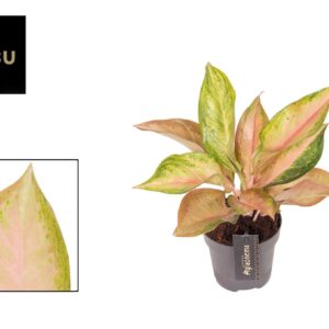Aglaonema other Aglaonema Guave Pink
(10 Plants/Order)(12cmP 40cmH)