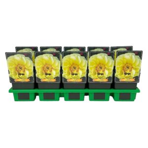 Paeonia (Itoh Grp) Bartzella Paeonia Lactiflora 'Bartzella' P11
(10 Plants/Order)(11cmP 25cmH)