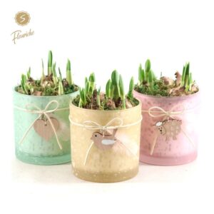 Arrangementen Tete a Tete (3506) Narcissus Spring Glass [L] Mos
(6 Plants/Order)(13cmP 15cmH)