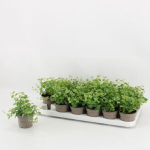 Ficus pumula white Sunny Ficus Pumila 9cm 'White Sunny'
(18 Plants/Order)(9cmP 15cmH)