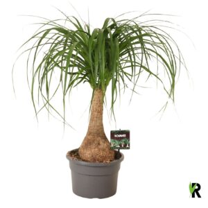 Nolina recurvata Beaucarnea rec. rechte stam
(1 Plants/Order)(21cmP 65cmH)