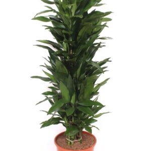 Dracaena Janet Lind Dracaena Janet Lind
(1 Plants/Order)(30cmP 160cmH)