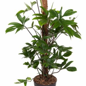 Philodendron pedatum Philodendron Pedatum mosstok P21 (NO GAP)
(1 Plants/Order)(21cmP 100cmH)