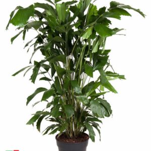 Caryota mitis Caryota Mitis P27
(1 Plants/Order)(27cmP 140cmH)