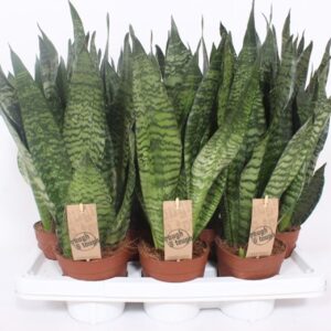 Sansevieria zeylanica Sansevieria zeylanica compacta
(1 Plants/Order)(14cmP 40cmH)