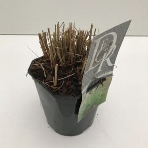 Miscanthus Adagio Miscanthus 'Adagio'
(6 Plants/Order)(17cmP 30cmH)