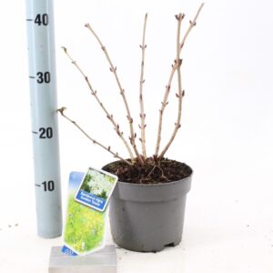 Sambucus nigra Sambucus nigra Golden Tower ('Jdeboer001'PBR)
(1 Plants/Order)(17cmP 35cmH)