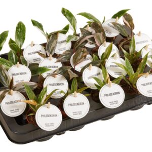 Philodendron Philodendron Princess mix
(12 Plants/Order)(6cmP 15cmH)