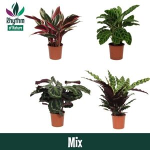 Calathea Calathea 14cm mixed - Rhythm of Nature zonder hoes
(8 Plants/Order)(14cmP 45cmH)