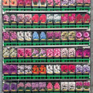 Phlox Paniculata Phlox paniculata mix CC P11
(10 Plants/Order)(11cmP 25cmH)