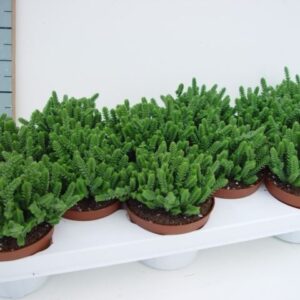 Crassula Crassula licopodioides
(12 Plants/Order)(11cmP 12cmH)