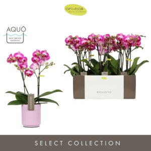 Phalaenopsis Multiflora Exclusivo Bing 2 spike in Molise Lilac Aquo
(6 Plants/Order)(12cmP 45cmH)