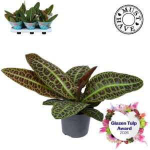 Labisia obtusifolia Labisia Obtusifolia Kura Kura MUST HAVE
(6 Plants/Order)(13cmP 30cmH)