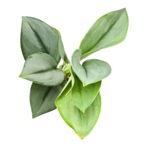 Scindapsus Treubii Moonlight
(5 Plants/Order)(9cmP 15cmH)