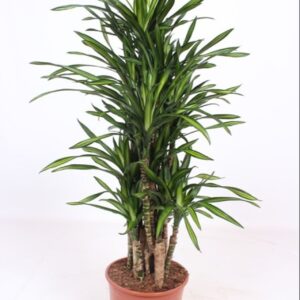 Dracaena Riki Dracaena Riki
(1 Plants/Order)(30cmP 150cmH)