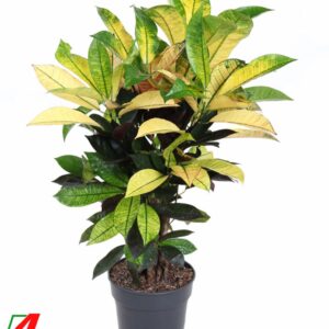 Codiaeum Mrs Iceton Codiaeum Mrs Iceton busch P21
(1 Plants/Order)(21cmP 70cmH)