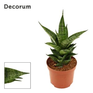 Sansevieria other Sansevieria Brilliant Crown 9 cm (Decorum)
(18 Plants/Order)(9cmP 20cmH)