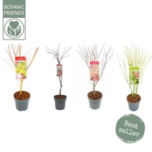 Acer palmatum Acer palm. diverse mix
(1 Plants/Order)(24cmP 85cmH)