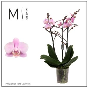 Phalaenopsis Multifl. typ Beaution Phalaenopsis Beaution 3 spike - 12cm | Mimesis
(12 Plants/Order)(12cmP 50cmH)