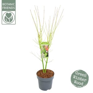 Acer palmatum Acer palm. 'Going Green'®
(1 Plants/Order)(29cmP 170cmH)