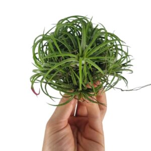 Tillandsia Tillandsia ionantha clumb green large
(5 Plants/Order)(12cmP 10cmH)