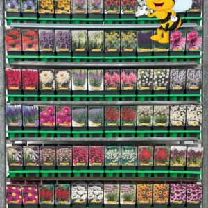 Vaste plants mixkar Bijenkar vaste plants mix CC P11
(10 Plants/Order)(11cmP 25cmH)