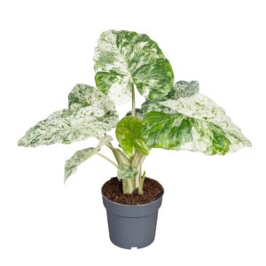 Alocasia Alocasia Macrorrhiza Splash 14cm
(8 Plants/Order)(14cmP 45cmH)