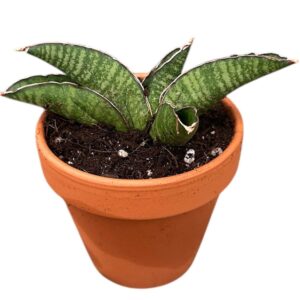 Sansevieria other Sansevieria Marscha Anjani
(6 Plants/Order)(8cmP 15cmH)