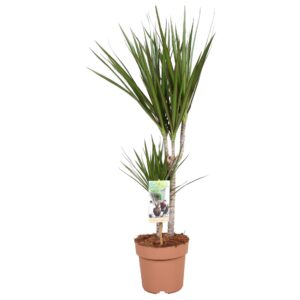 Dracaena marginata Dracaena Marginata 30-15
(1 Plants/Order)(17cmP 75cmH)