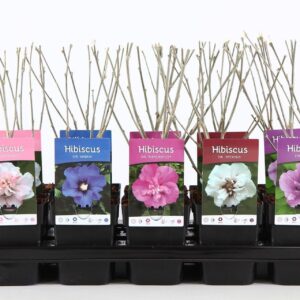 Hibiscus syriacus Hibiscus syr. mix P13
(10 Plants/Order)(13cmP 30cmH)