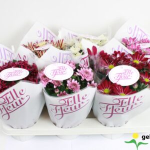Chrysanthemum Elle Fleur Elle Fleur mix Pink
(8 Plants/Order)(14cmP 27cmH)