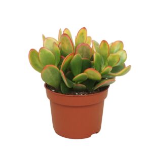 Crassula Sunset Crassula sunset 10,5 cm
(10 Plants/Order)(10.5cmP 20cmH)