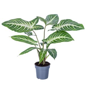 other plants Xanthosoma Lindenii 14cm
(8 Plants/Order)(14cmP 50cmH)