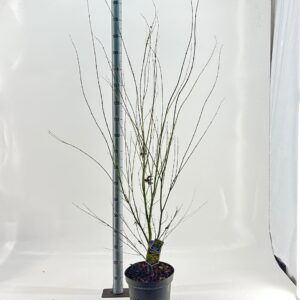 Acer palmatum Aoyagi Acer pal. 'Aoyagi'
(1 Plants/Order)(29cmP 120cmH)