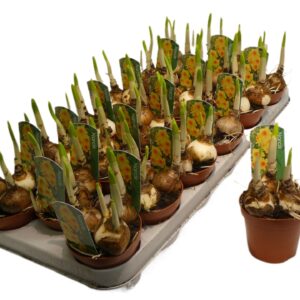 Narcissus Narcis Bright day
(18 Plants/Order)(9cmP 12cmH)
