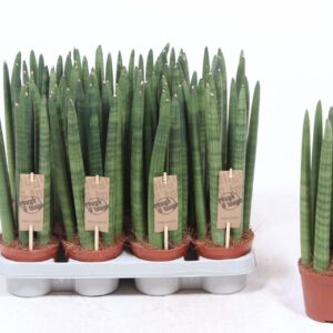 Sansevieria Cylindrica Sansevieria Straight
(11 Plants/Order)(10cmP 30cmH)