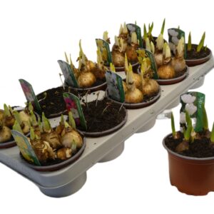 Bolbloemen Bulbs mix 12cm Picture kan afwijken
(10 Plants/Order)(12cmP 12cmH)