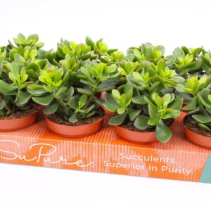 Crassula Minova Magic Crassula minova magic 12
(8 Plants/Order)(12cmP 20cmH)