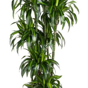 Dracaena Hawaiian Sunshine Dracaena Hawaiiana 150-carrousel
(1 Plants/Order)(40cmP 210cmH)