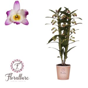 Dendrobium Nob. Bright Eyes Dendrobium Nobile Bright Eye 2 stam 16+ receme Florallure
(10 Plants/Order)(12cmP 50cmH)