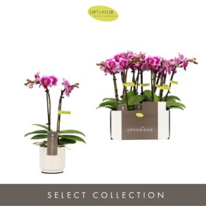 Phalaenopsis Multifloratypes other Optifriend Nikki 2 spike in Lazio White
(6 Plants/Order)(7cmP 25cmH)
