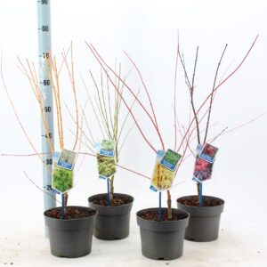 Acer palmatum Acer palmatum mix P19 (minimum order one layer)
(1 Plants/Order)(19cmP 70cmH)