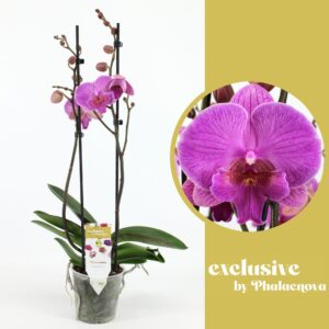 Phalaenopsis other purple more Simona 2-tak 60cm (GROEN)
(10 Plants/Order)(12cmP 60cmH)