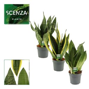 Sansevieria Sansevieria Super mix 14 cm
(7 Plants/Order)(14cmP 40cmH)